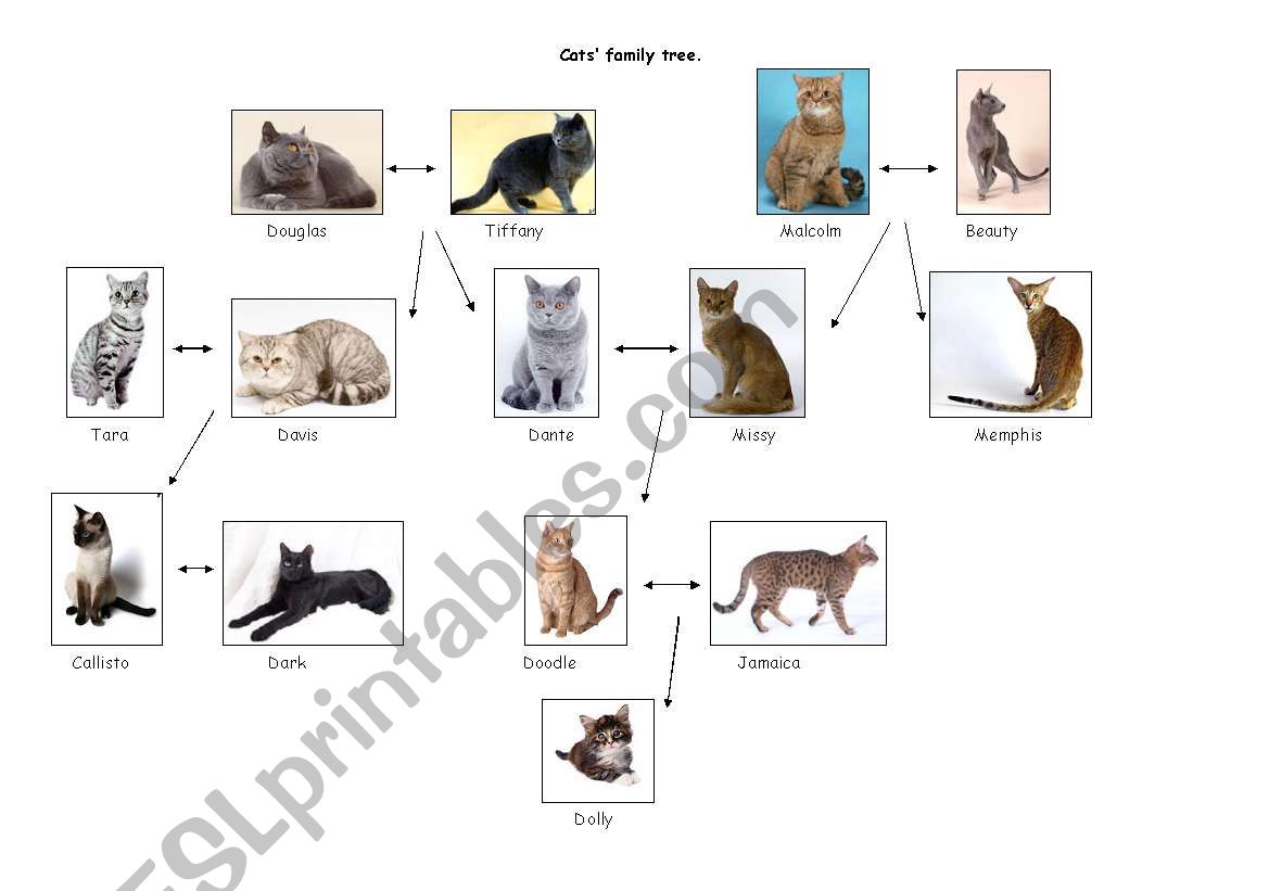Cats family tree worksheet