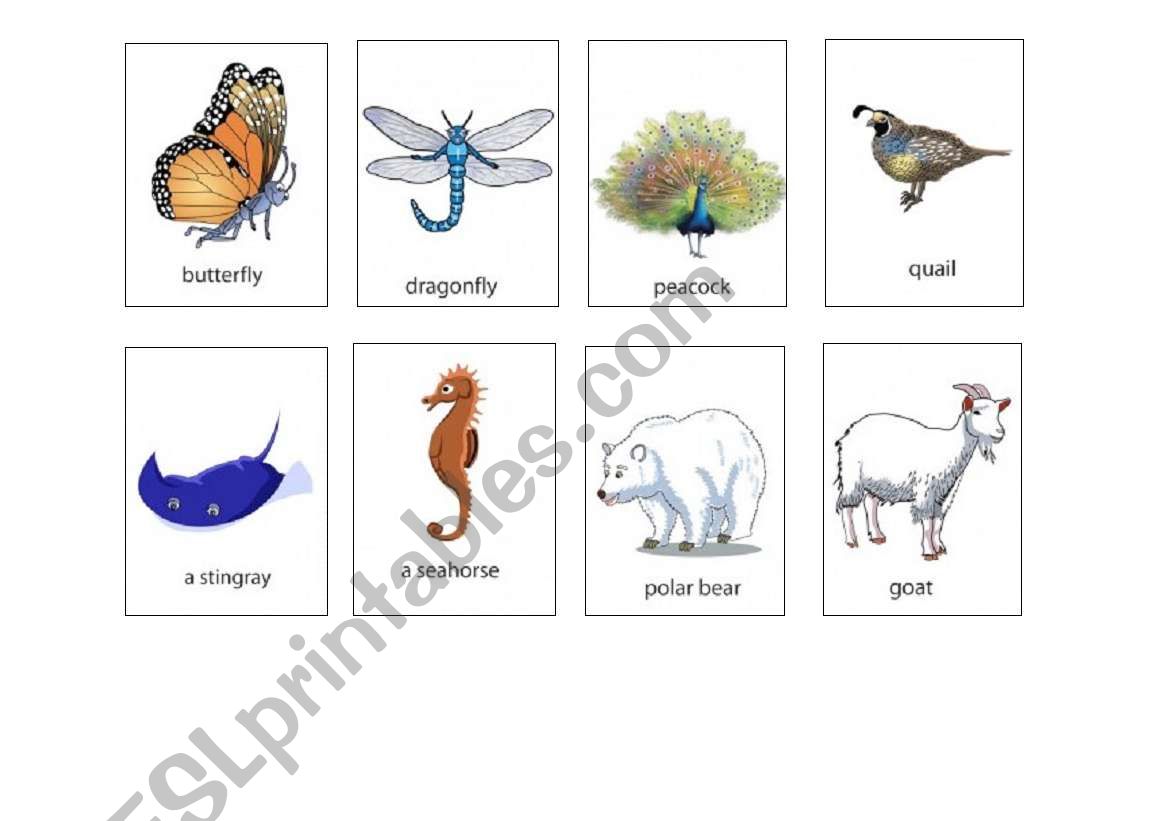 animal worksheet