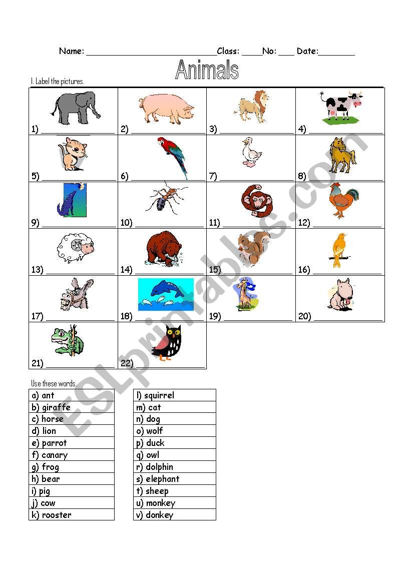 Animals worksheet