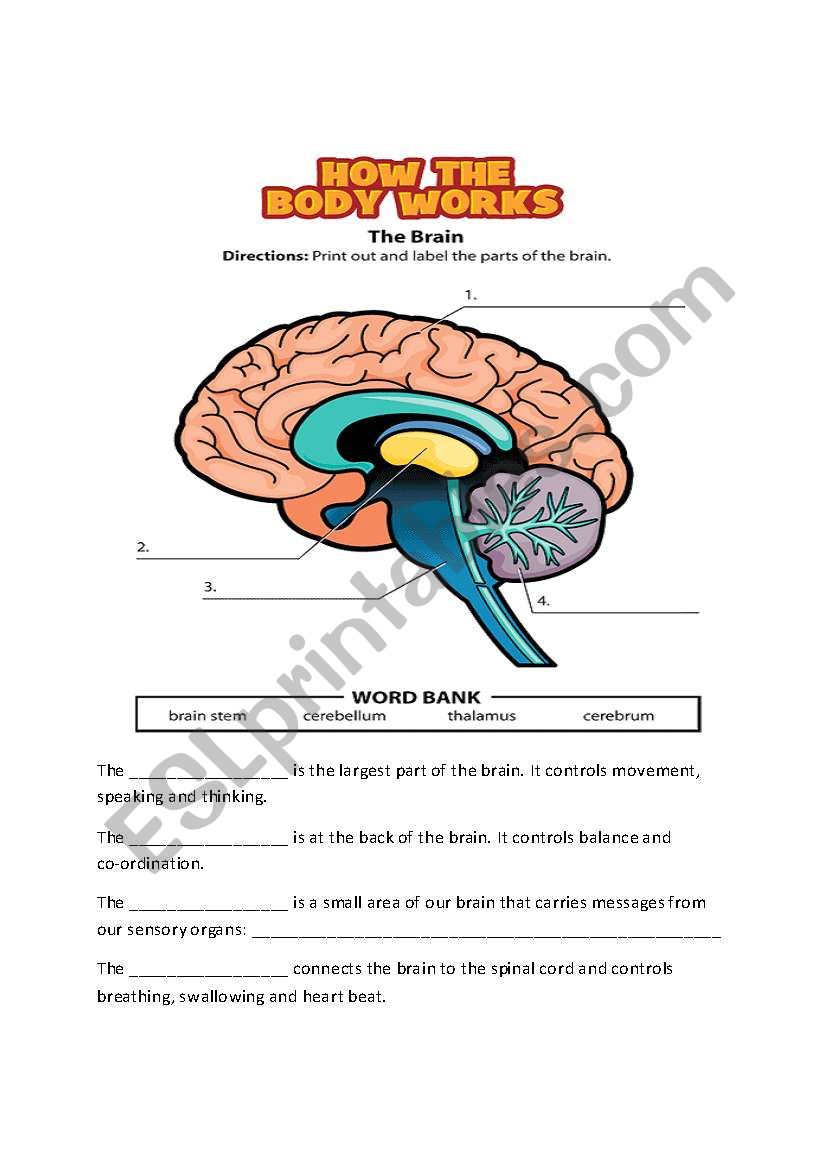Parts of the Brain worksheet