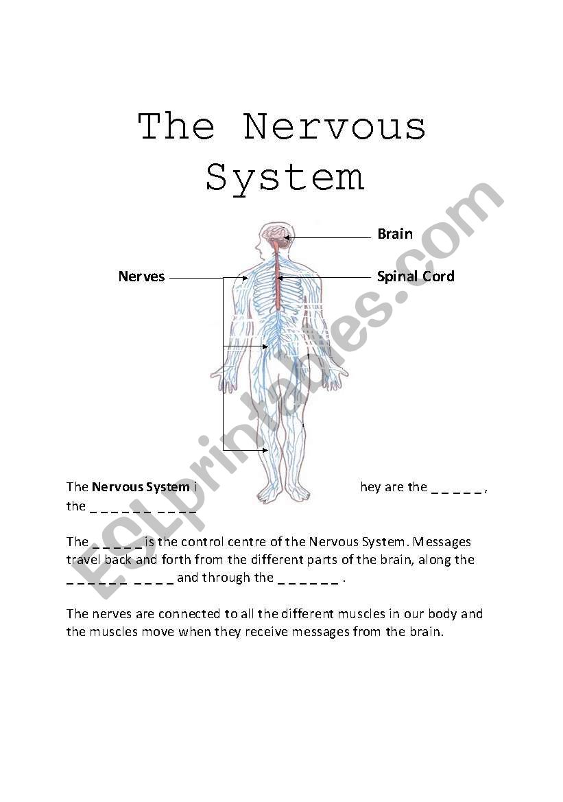 The Nervous System worksheet