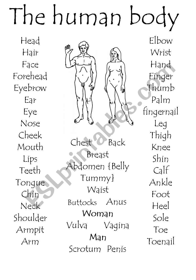 The Human body part 1 worksheet