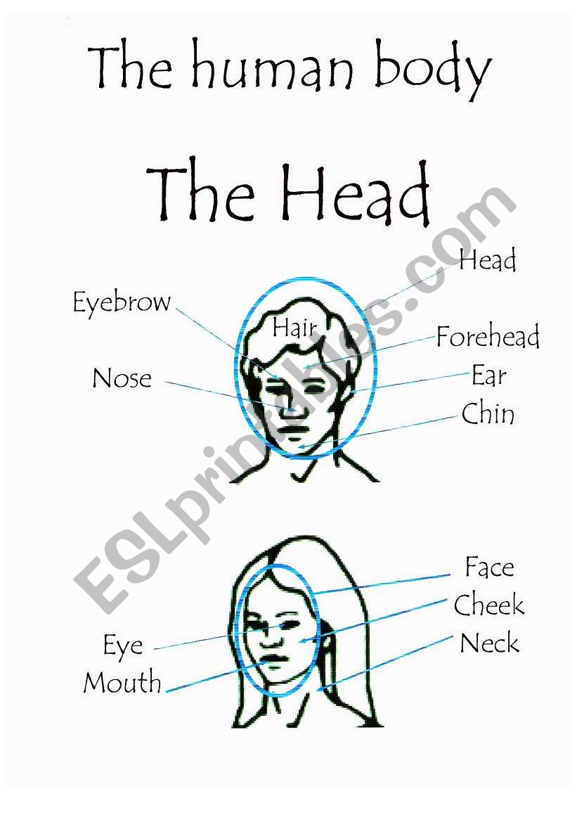 The Human Body 2 worksheet