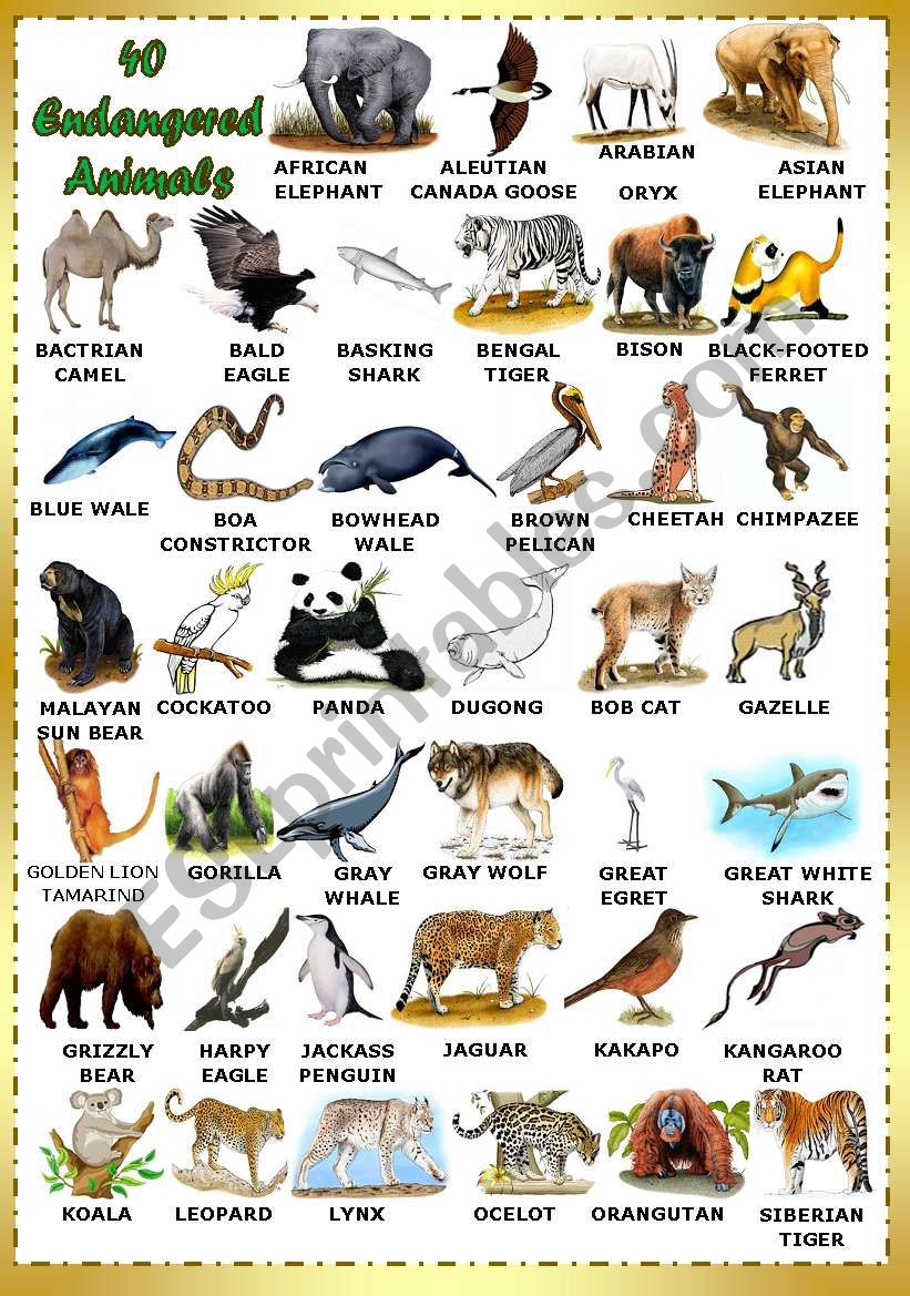 Find 40 Endangered Animals worksheet