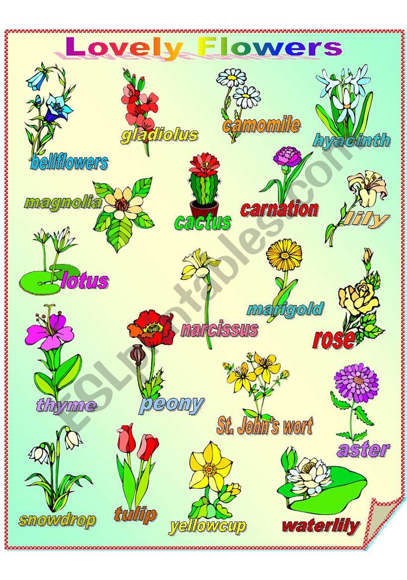 Lovely Flowers **fully editable - ESL worksheet by Sharin Raj