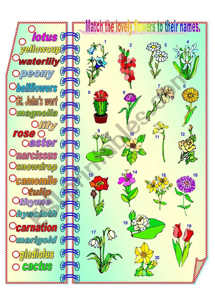 Lovely Flowers - matching activity **fully editable