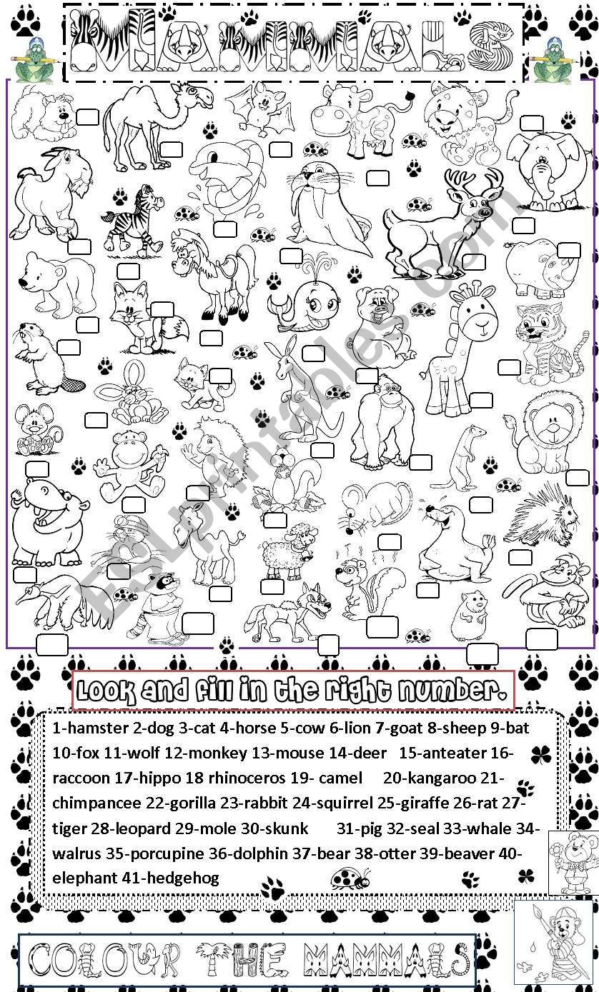 mammals worksheet