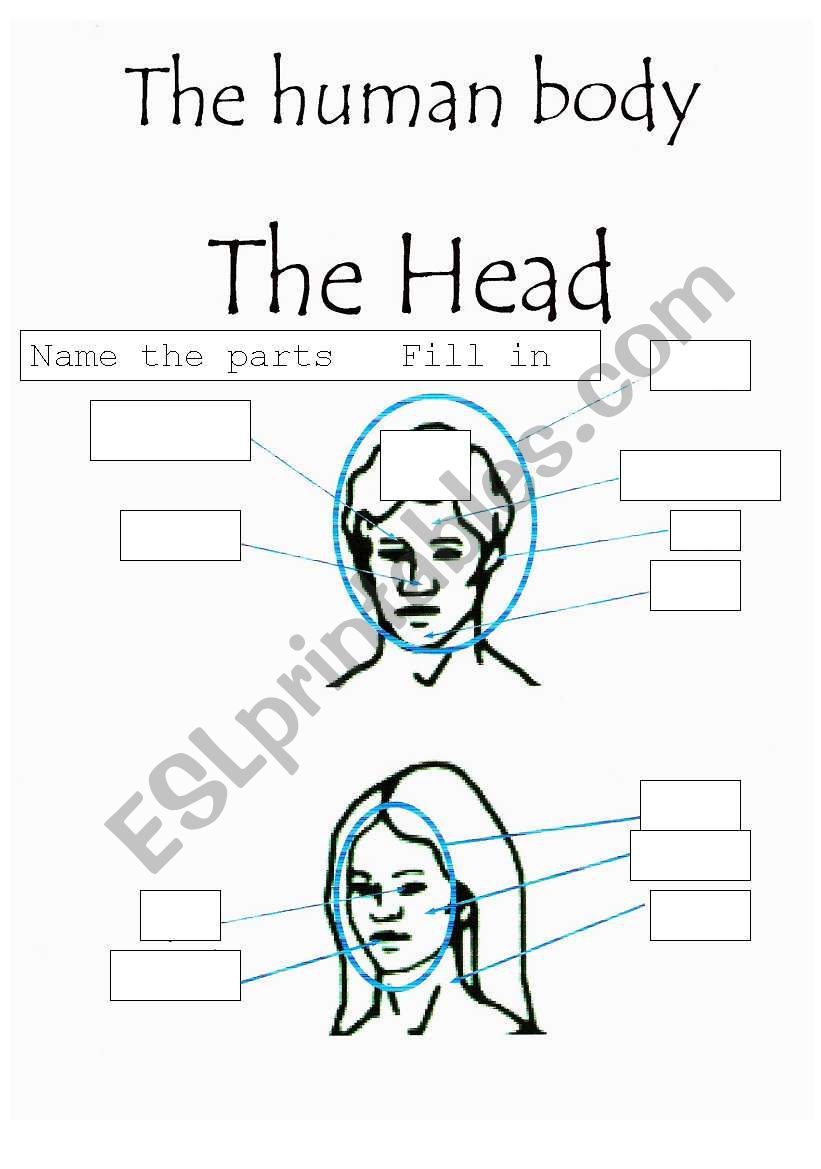 The Human Body - The head fill in the box worksheet