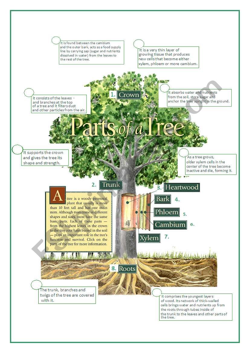 PARTS OF THE TREE worksheet