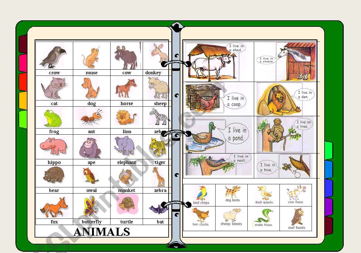 ANIMALS worksheet