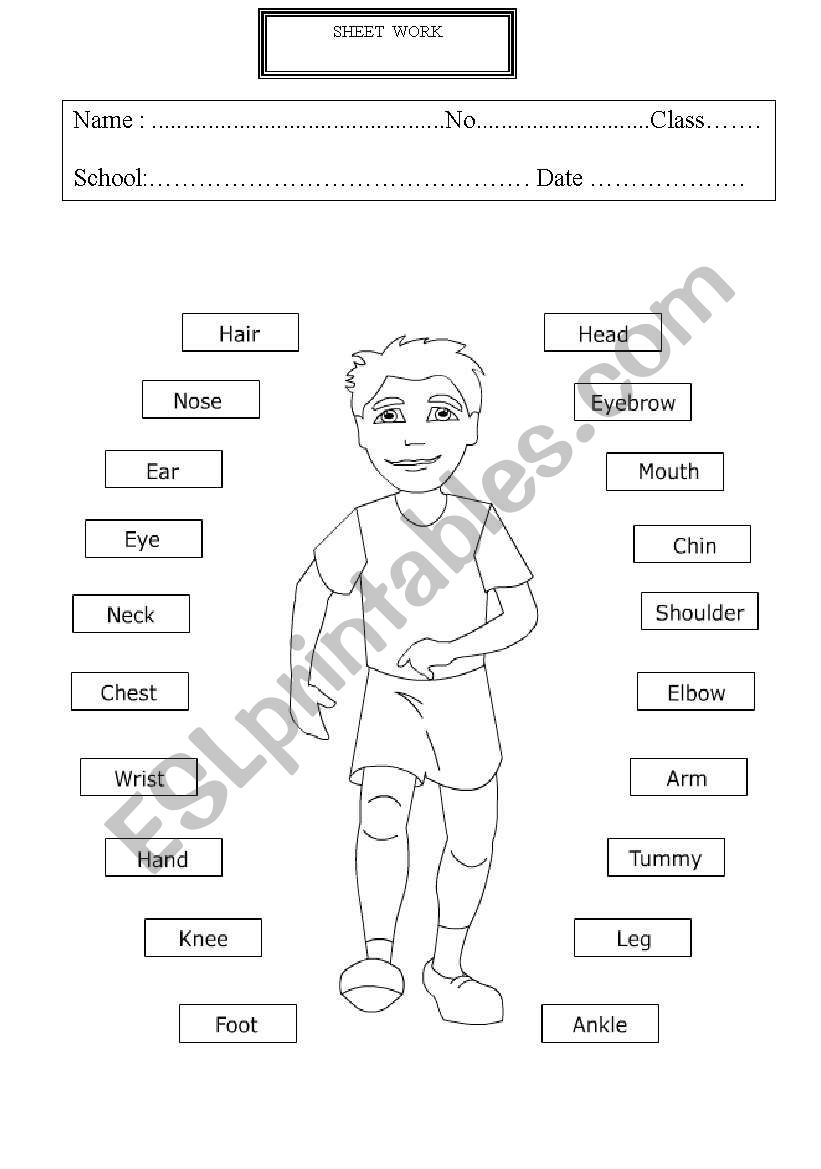 Parts of body worksheet