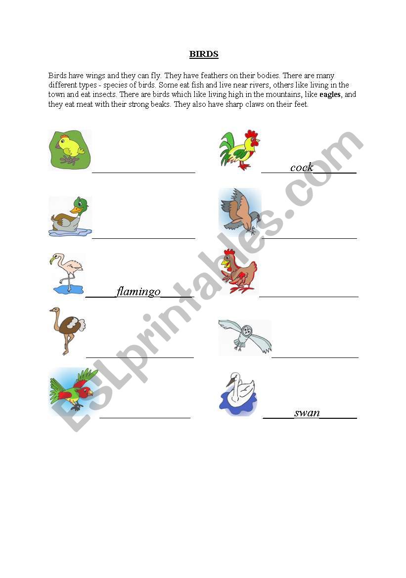 Birds worksheet