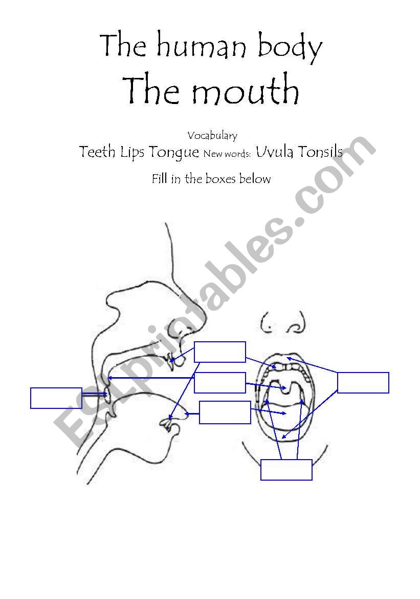 The Human Body - The Mouth - fill in the boxes