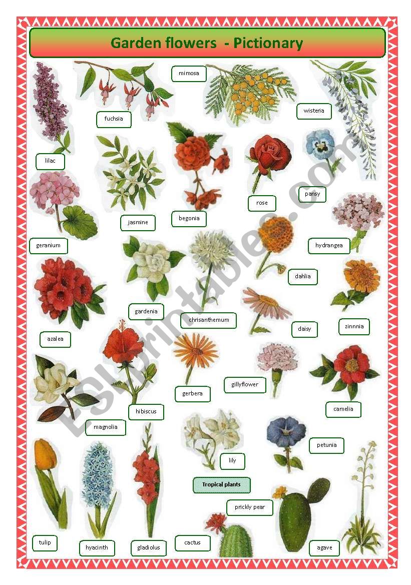 Garden Flowers - Pictionary worksheet