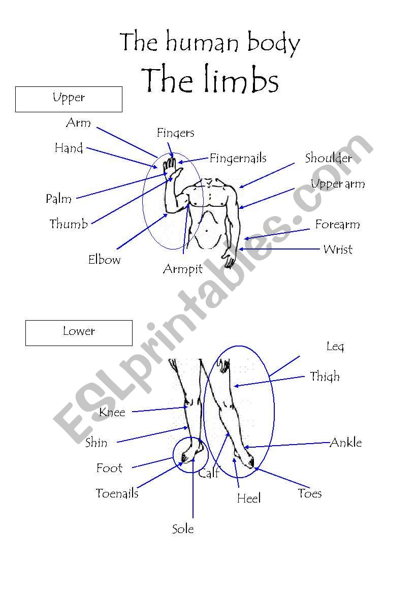 The human body - The limbs worksheet