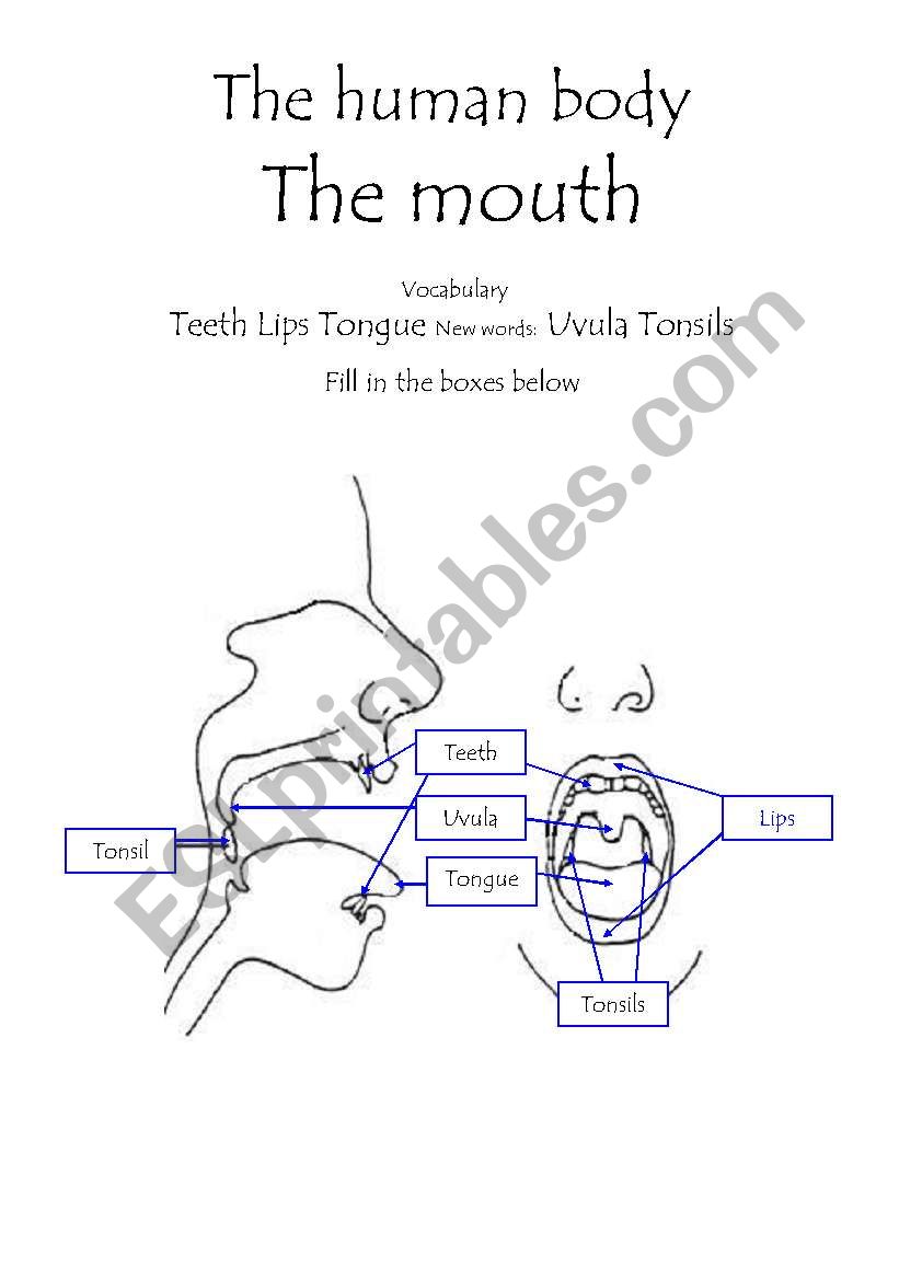 The human body - The Mouth vocabulary