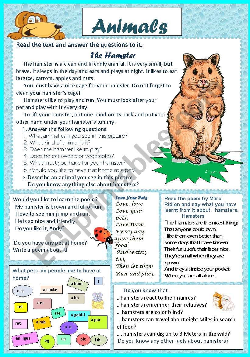 Animals  worksheet