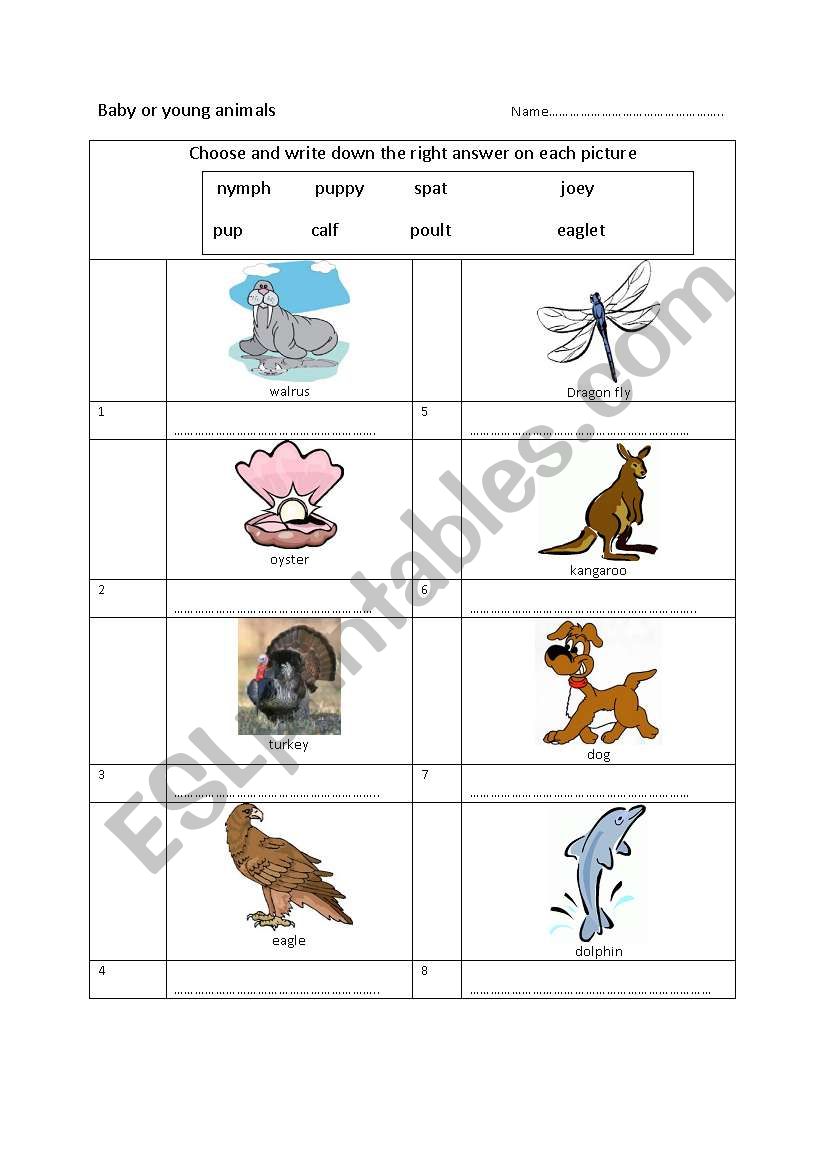 Young animals worksheet