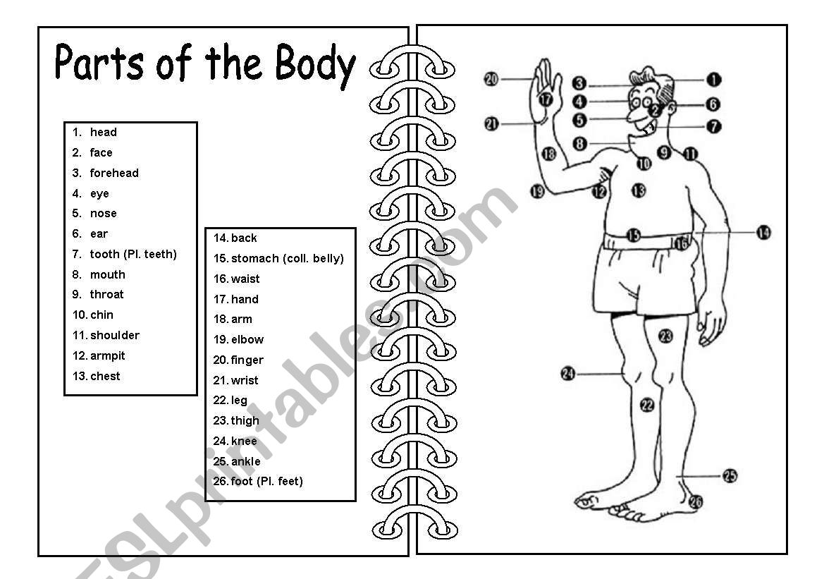 Parts of the Body - Pictionary