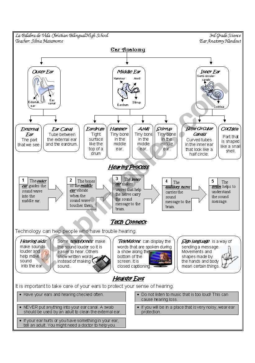 Sound and hearing worksheet