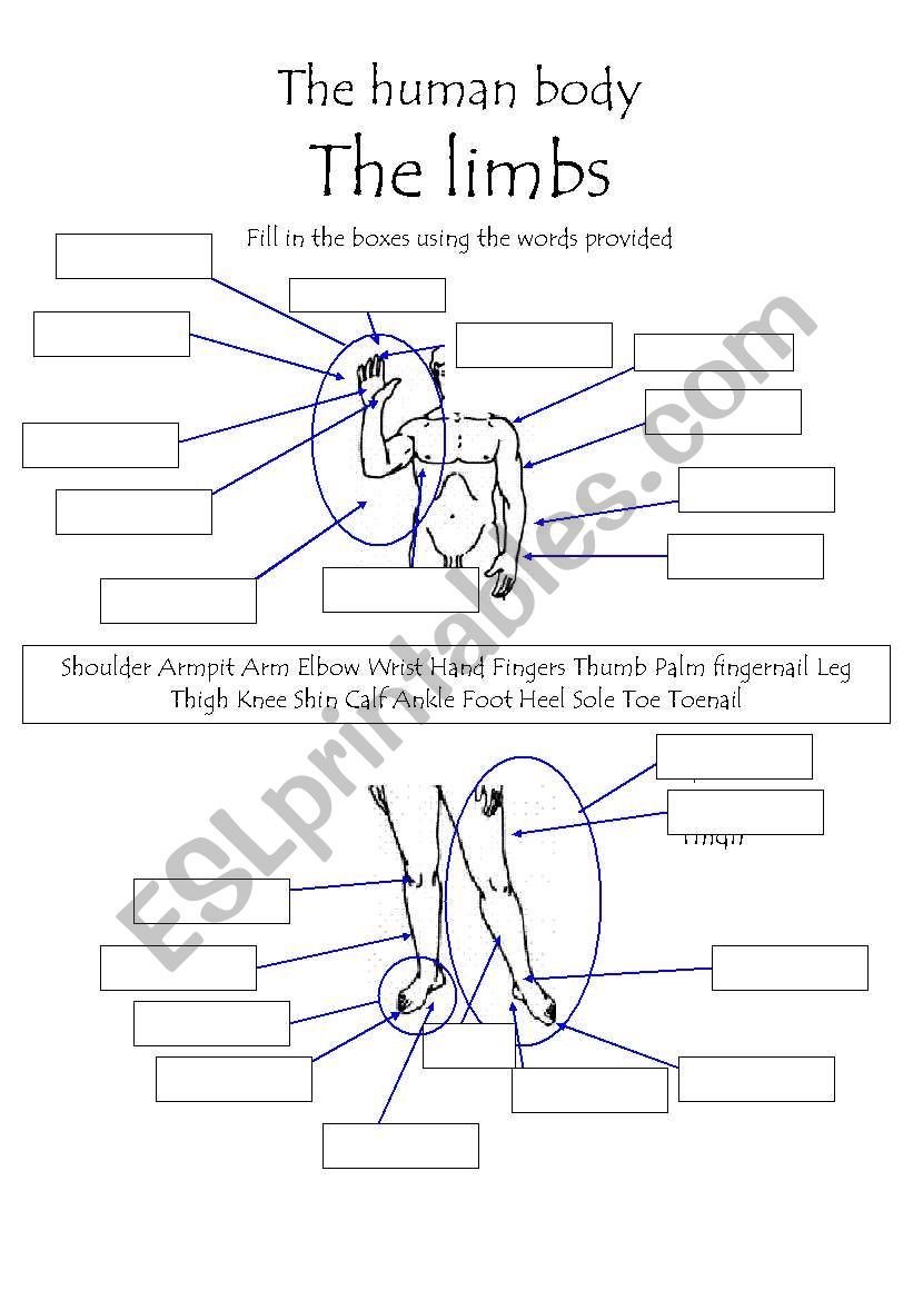 The Human body - the limbs worksheet 1