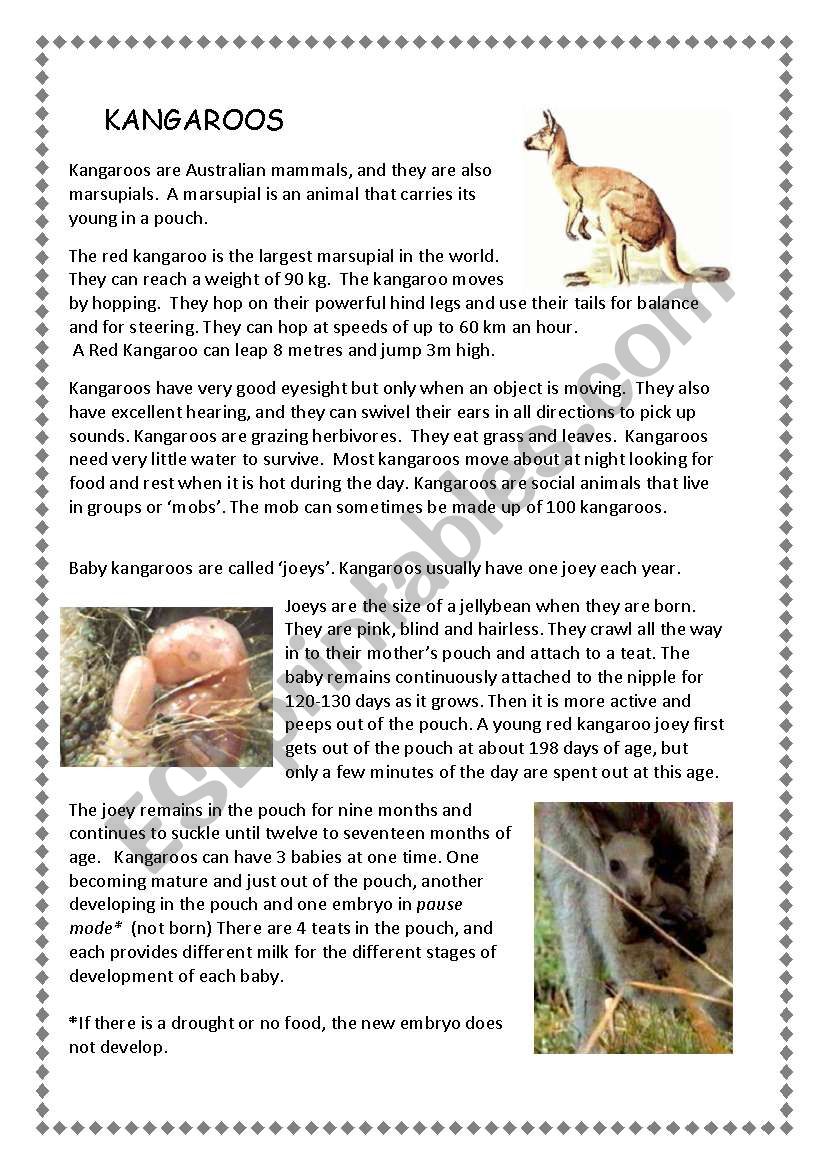 Kangaroos worksheet