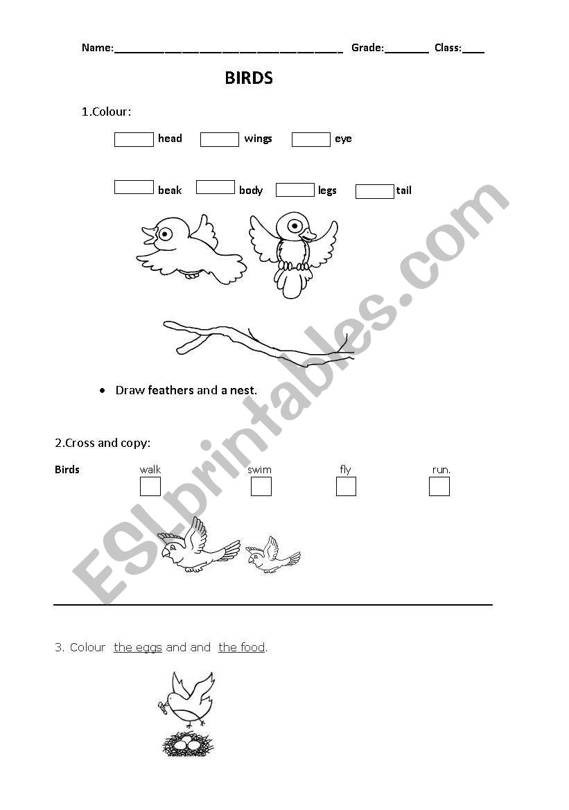 BIRDS worksheet