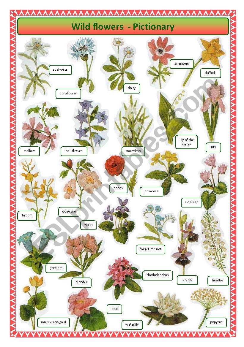 Wild flowers -pictionary worksheet