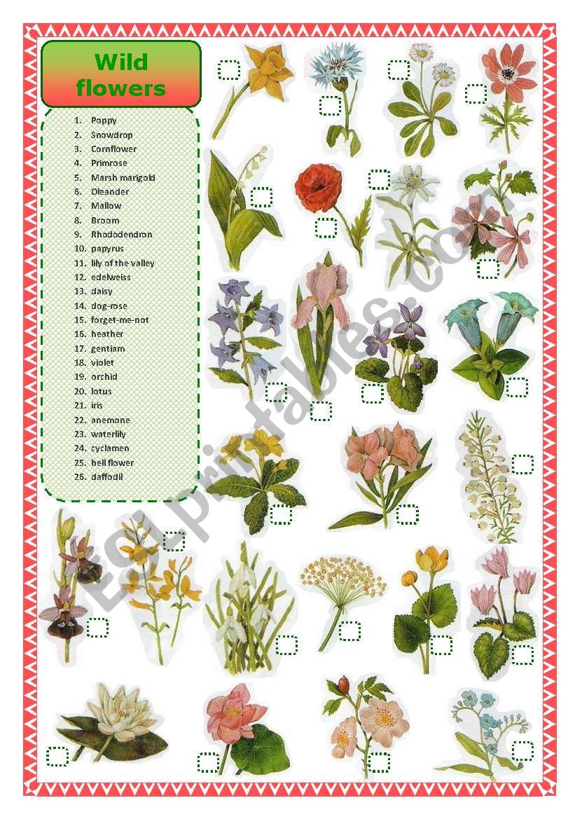 Wild flowers-matching worksheet