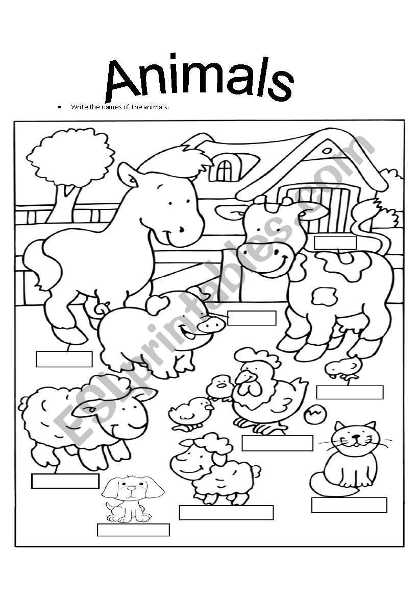 colour the animals and write the names
