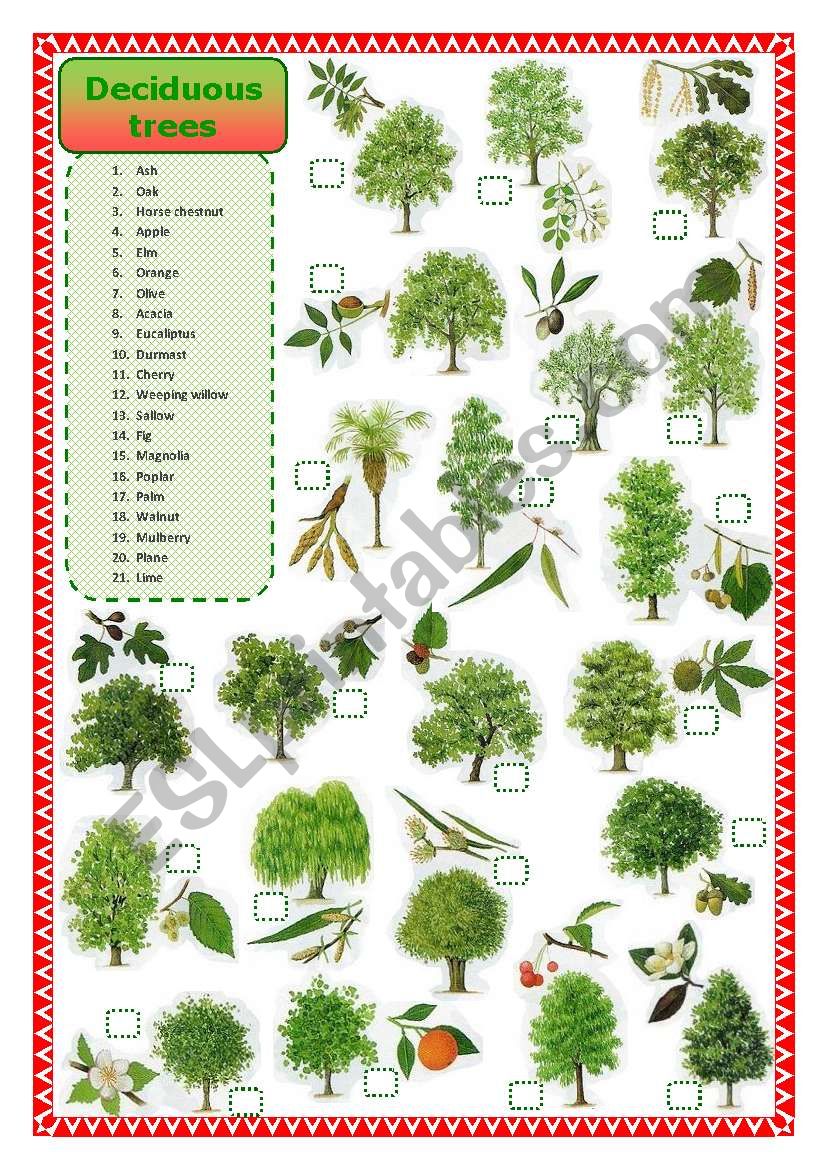 deciduous-trees-matching-esl-worksheet-by-oppilif