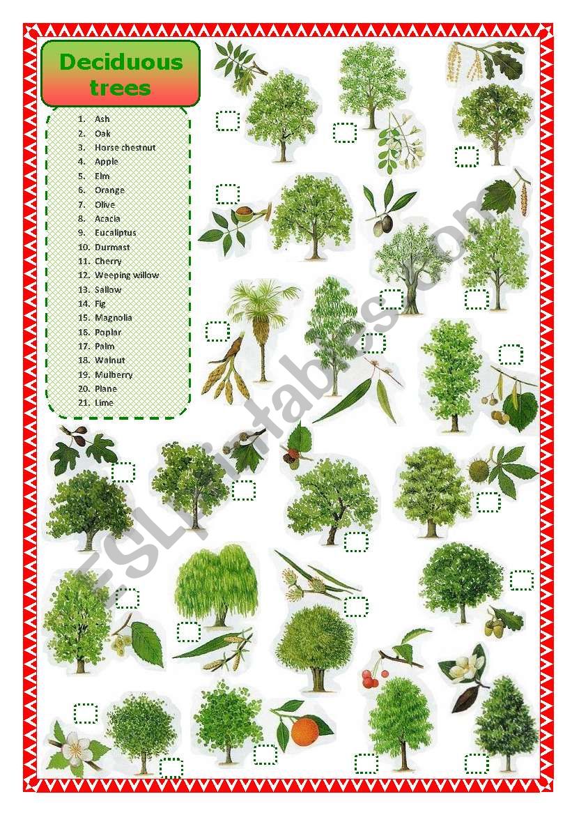 Deciduous trees matching  worksheet