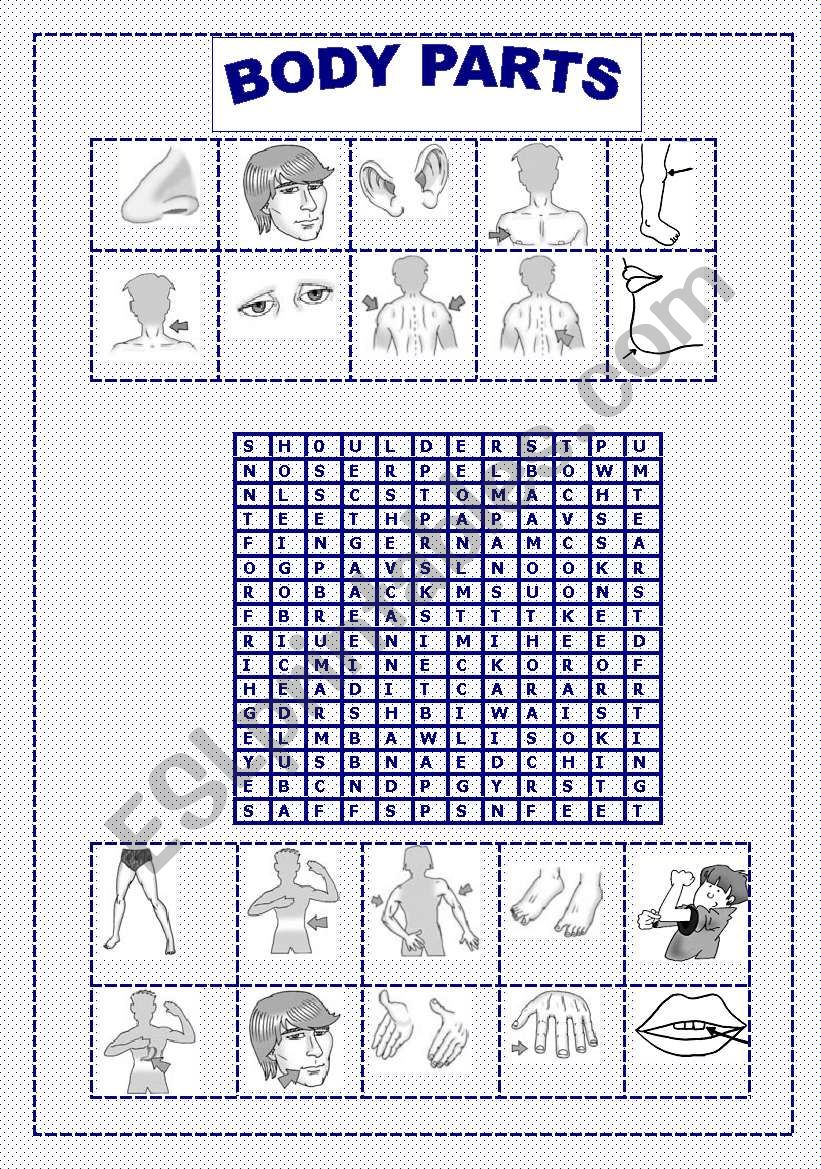 BODY PARTS worksheet