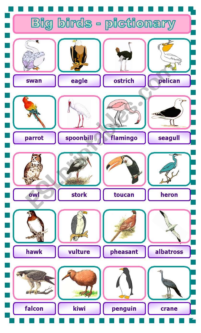 Big birds - pictionary worksheet