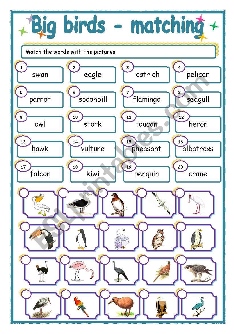 Big birds - matching worksheet