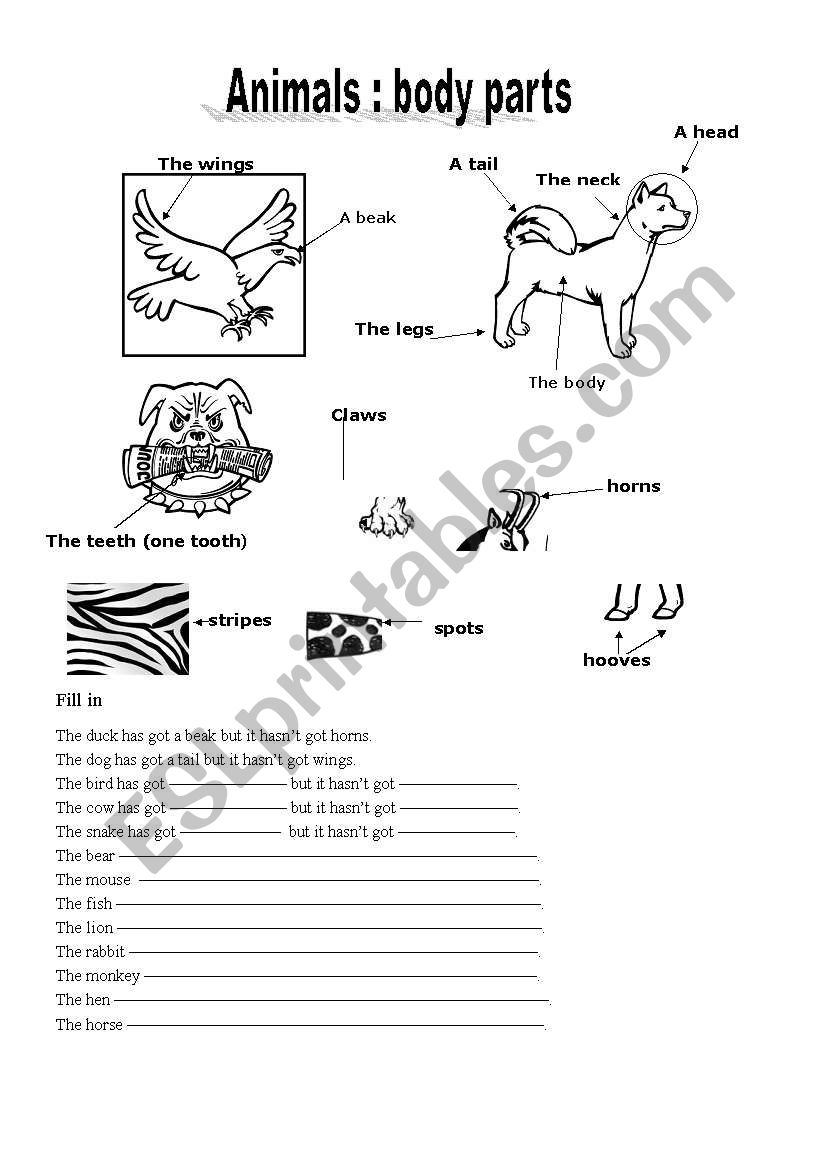 animals body parts worksheet
