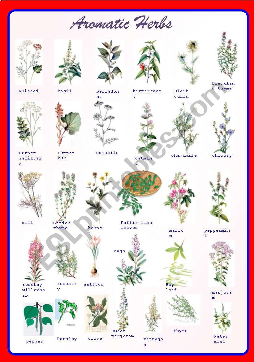 Aromatic Herbs Pictionary worksheet