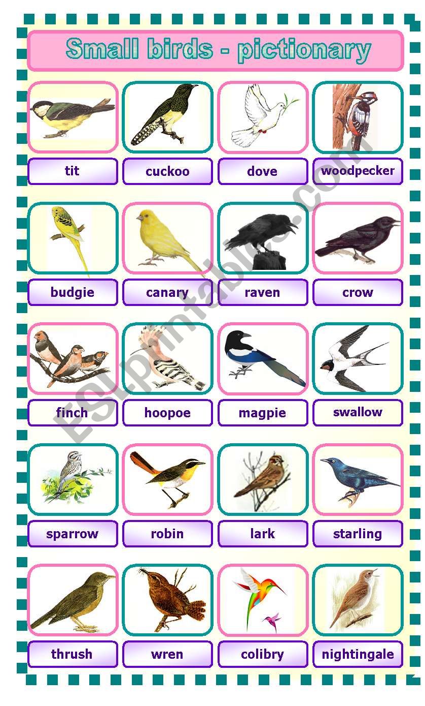 Small birds - pictionary worksheet