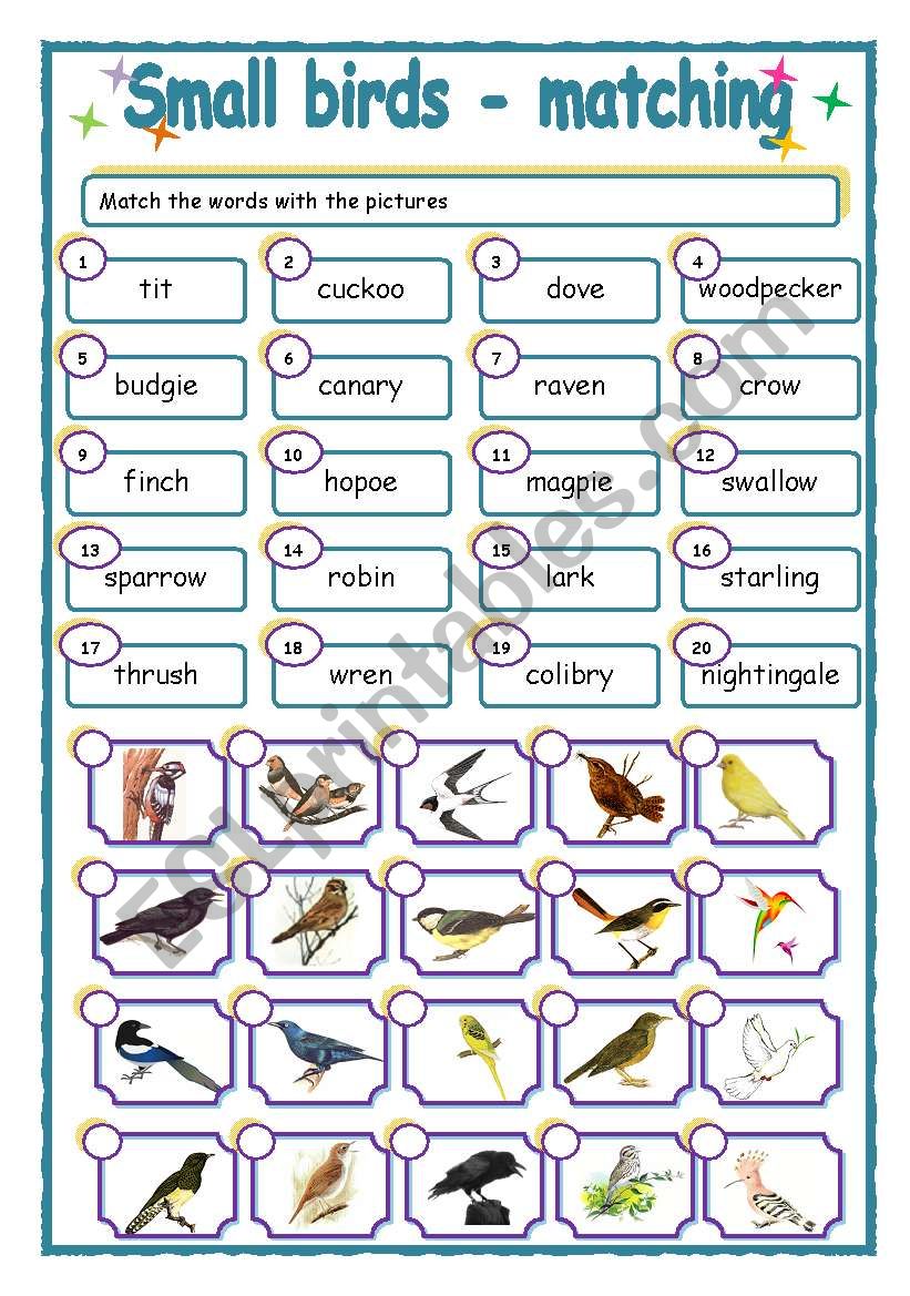 Small birds - matching worksheet