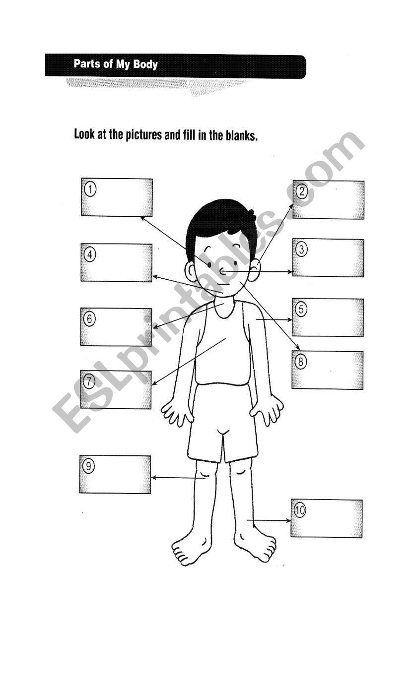 part of the body worksheet