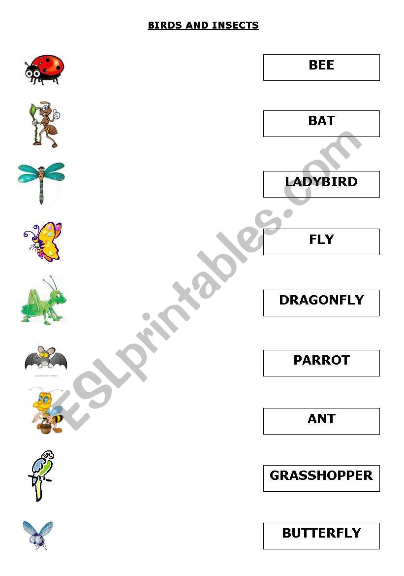 BIRDS AND INSECTS worksheet