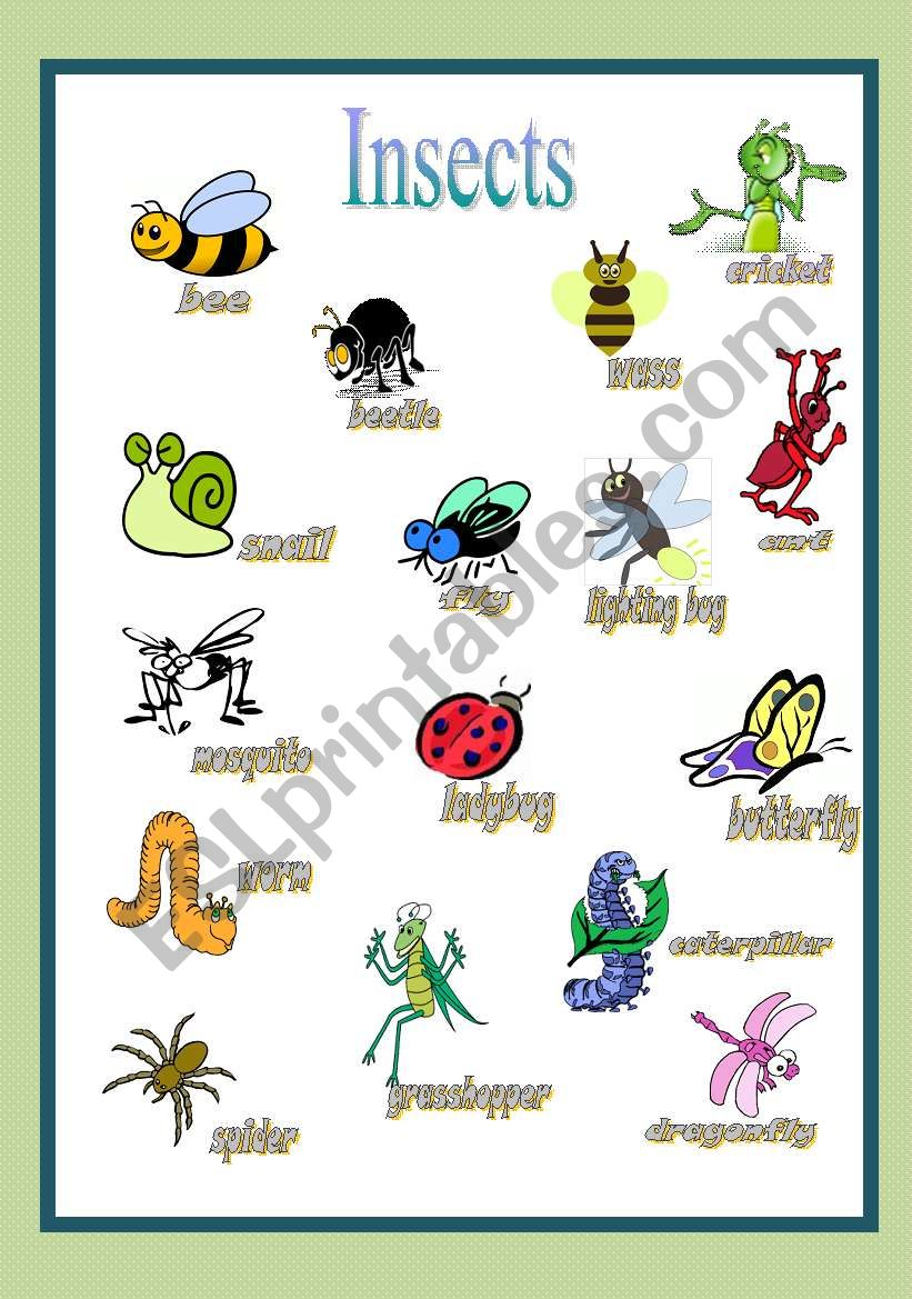 Insects Pictionary worksheet