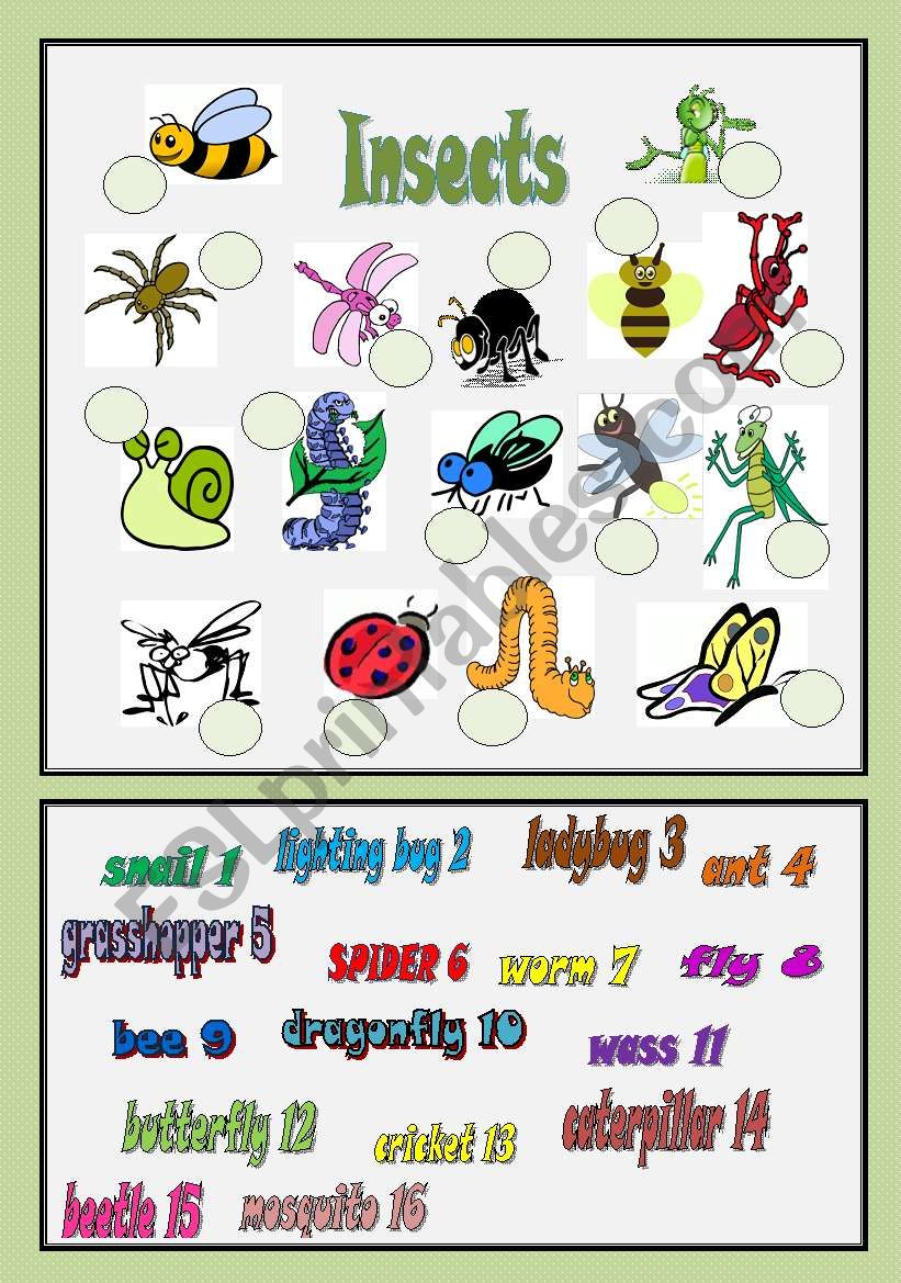 Insects - matching exercise worksheet