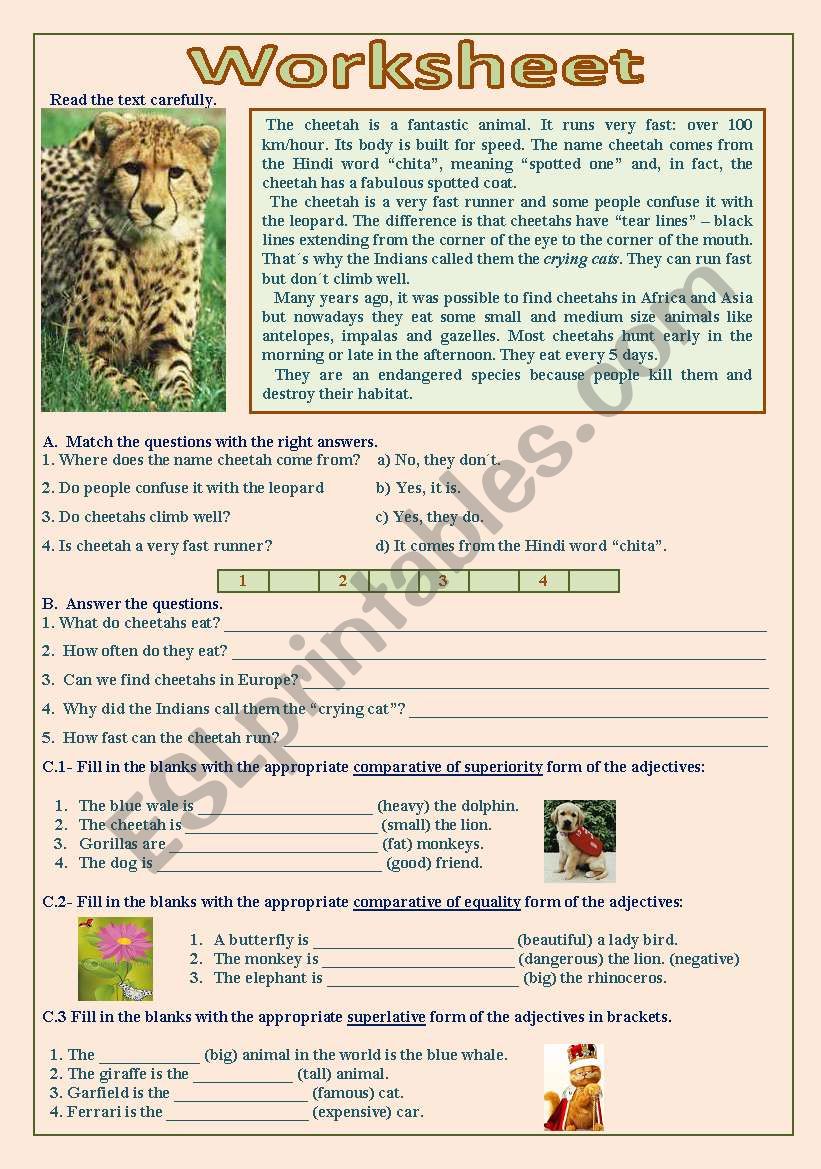 Cheetah worksheet