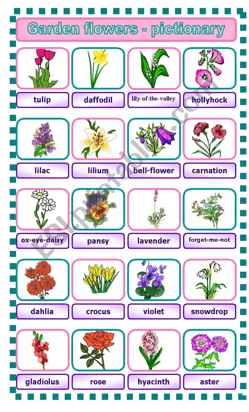 Garden flowers - pictionary worksheet