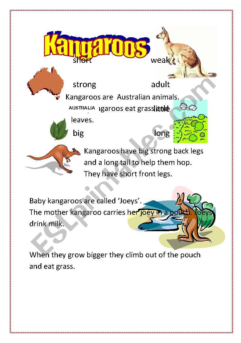 Kangaroos worksheet