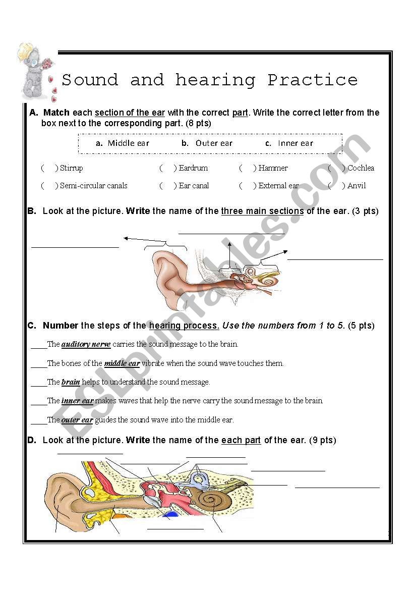 Sound and hearing practice worksheet
