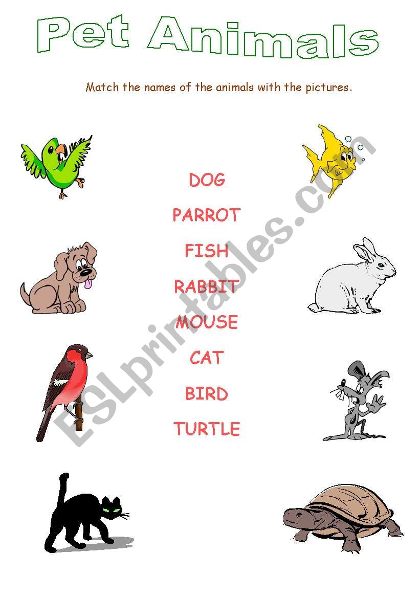 English worksheets: Pet Animals