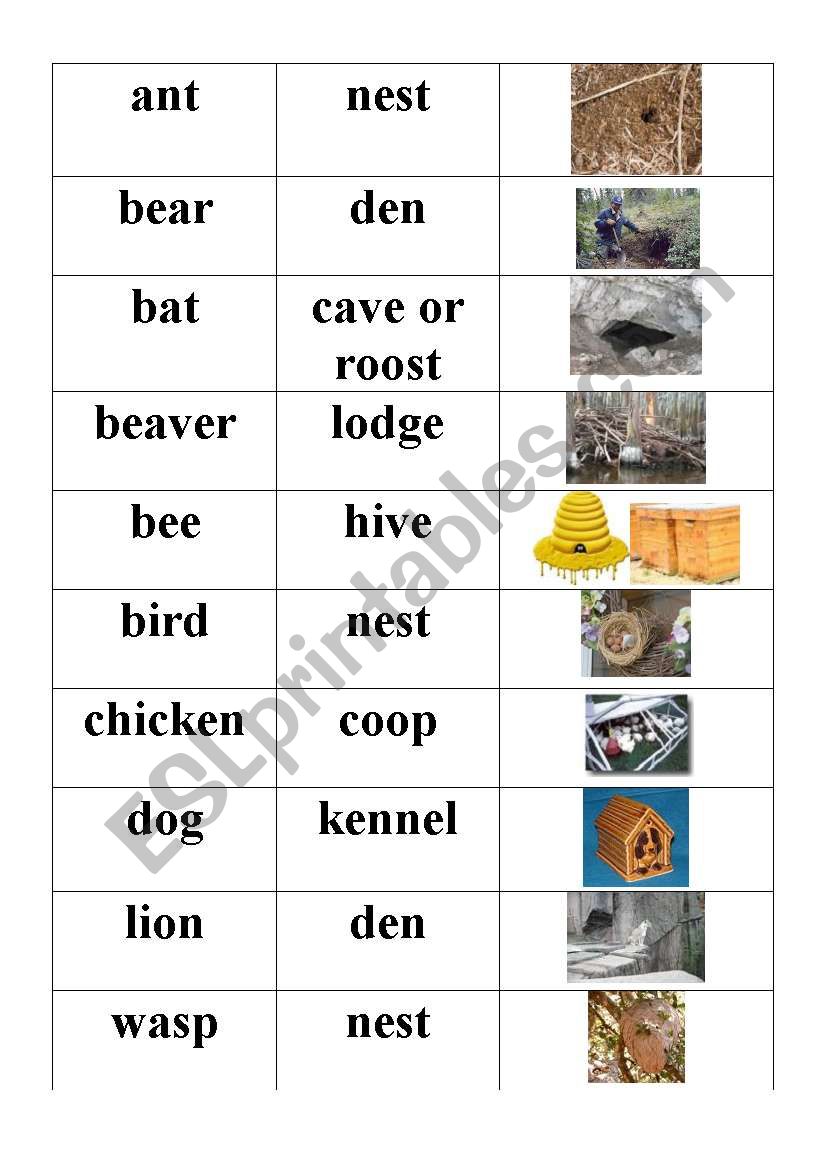 Animal Homes worksheet