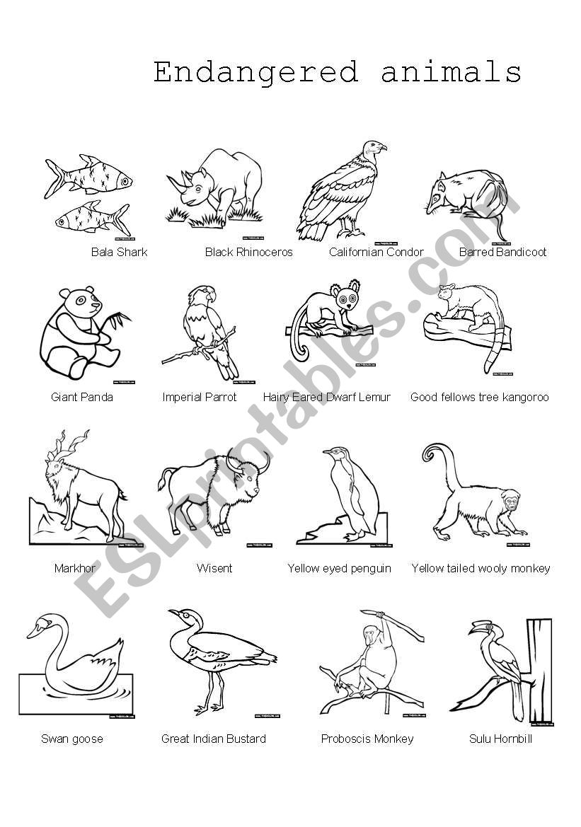 Endangered Animals Pictionary worksheet